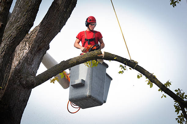 How Our Tree Care Process Works  in  Lipscom, AL